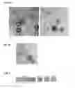 Fig. 03 - Targeted lipid particles for systemic delivery of nucleic acid molecules to leukocytes