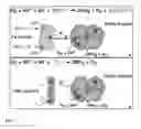 Fig. 02 - NANOPARTICLE BIOHYBRID COMPLEXES