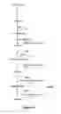 Fig. 05 - Electron consuming ethanol production pathway to displace glycerol formation in 