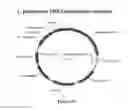 Fig. 20 - Electron consuming ethanol production pathway to displace glycerol formation in 