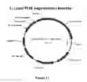 Fig. 22 - Electron consuming ethanol production pathway to displace glycerol formation in 