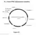 Fig. 23 - Electron consuming ethanol production pathway to displace glycerol formation in 