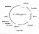 Fig. 24 - Electron consuming ethanol production pathway to displace glycerol formation in 