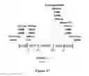 Fig. 28 - Electron consuming ethanol production pathway to displace glycerol formation in 