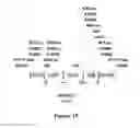 Fig. 30 - Electron consuming ethanol production pathway to displace glycerol formation in 