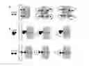 Fig. 01 - Immobilized poly(n)polymerase