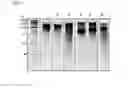 Fig. 08 - Immobilized poly(n)polymerase