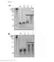 Fig. 09 - Immobilized poly(n)polymerase