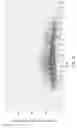 Fig. 18 - POLYNUCLEOTIDE LIBRARIES HAVING CONTROLLED STOICHIOMETRY AND SYNTHESIS THEREOF
