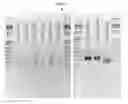 Fig. 10 - METHODS FOR PREPARING DNA REFERENCE MATERIALS AND CONTROLS