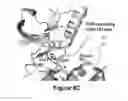 Fig. 08 - Point mutations in TRK inhibitor-resistant cancer and methods relating to the same