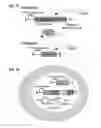 Fig. 09 - RECORDING AND MAPPING LINEAGE INFORMATION AND MOLECULAR EVENTS IN INDIVIDUAL CELLS