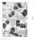 Fig. 04 - Process for forming a nonwoven composite