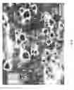 Fig. 07 - Process for forming a nonwoven composite