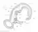 Fig. 01 - Light weight safety hook body
