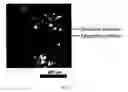 Fig. 20 - Multi-mode separation for target detection and cell growth monitoring