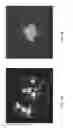 Fig. 07 - Microanalysis of cellular function