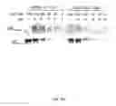 Fig. 07 - Method of determining a protein in a sample