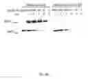 Fig. 09 - Method of determining a protein in a sample