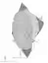 Fig. 06 - Device for imaging a sample surface