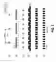 Fig. 03 - Ebeam three beam aperture array