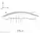 Fig. 09 - Curved body and wearable device therewith