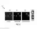 Fig. 07 - Analyzing digital holographic microscopy data for hematology applications