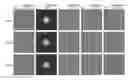 Fig. 01 - Radiation imaging system and image processing device