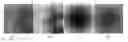 Fig. 01 - Method, apparatus, storage medium and device for controlled synthesis of inhomogeneous textures