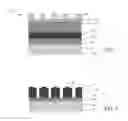 Fig. 02 - Post spacer self-aligned cuts