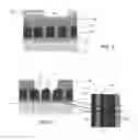 Fig. 03 - Post spacer self-aligned cuts