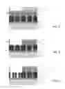Fig. 04 - Post spacer self-aligned cuts