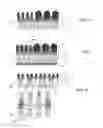Fig. 05 - Post spacer self-aligned cuts