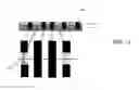 Fig. 06 - Post spacer self-aligned cuts