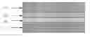 Fig. 01 - OLED display device with thin film battery