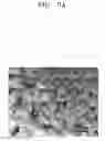 Fig. 05 - POROUS ELECTRODE FOR LITHIUM BATTERY, METHOD OF MANUFACTURING THE SAME, AND LITHIUM BATTERY INCLUDING THE SAME