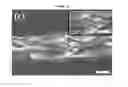Fig. 07 - COMPONENT FOR FUEL CELL INCLUDING GRAPHENE FOAM AND FUNCTIONING AS FLOW FIELD AND GAS DIFFUSION LAYER
