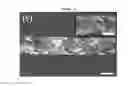 Fig. 09 - COMPONENT FOR FUEL CELL INCLUDING GRAPHENE FOAM AND FUNCTIONING AS FLOW FIELD AND GAS DIFFUSION LAYER