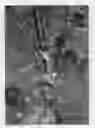 Fig. 03 - CORNUS PLANT NAMED 'JN13'