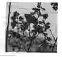 Fig. 01 - plant named ‘Appletini’