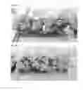 Fig. 04 - METHODS AND COMPOSITIONS FOR PRODUCTION OF WATERMELON FRUIT