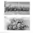Fig. 06 - METHODS AND COMPOSITIONS FOR PRODUCTION OF WATERMELON FRUIT