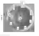 Fig. 15 - Magnetically immobilized microbiocidal enzymes