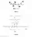 Fig. 02 - Clickable antimicrobial molecules and polymers