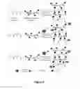 Fig. 07 - Clickable antimicrobial molecules and polymers