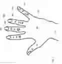 Fig. 02 - Sugaring glove apparatus and method