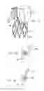Fig. 07 - Sinus-engaging valve fixation member