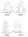 Fig. 07 - LOWER LIMB ARTICULATION FOR BIPEDAL LOCOMOTION