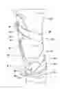 Fig. 01 - Orthopedic device and method for securing the same