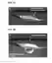 Fig. 02 - Intravascular delivery of nanoparticle compositions and uses thereof